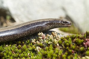 Orvet fragile © Olivier Born/Biosphoto