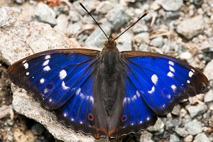 Petit mars changeant © Berndt Fischer/Biosphoto