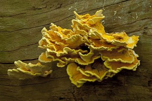 Polypore soufré © Steen Drozd Lund/Biosphoto