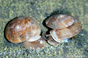 Soucoupe commune © O. Gargominy