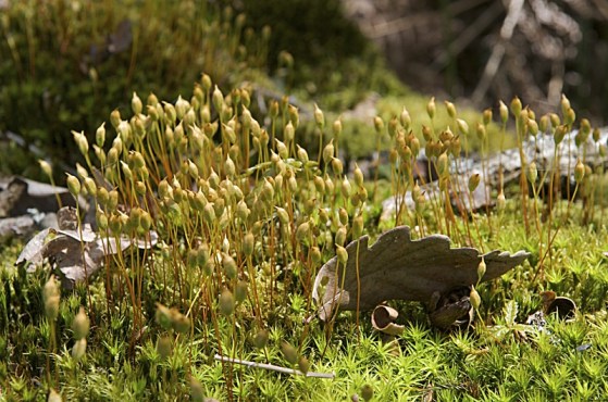 Organes producteurs de spores des Mousses en sous-bois -  -  -