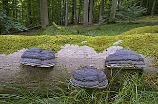 ©biosphoto bernd Fischer