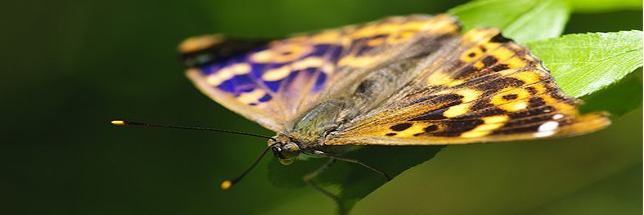 ©Biosphoto Berndt Fischer