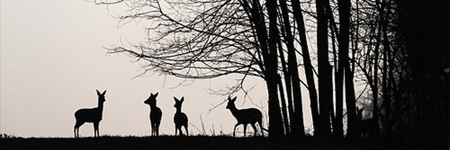 ©Biosphoto Fabrice Cahez