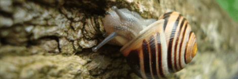 escargotc-seibert_644x215