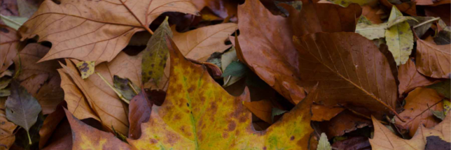 feuilles-bruno-parmentier-flickr