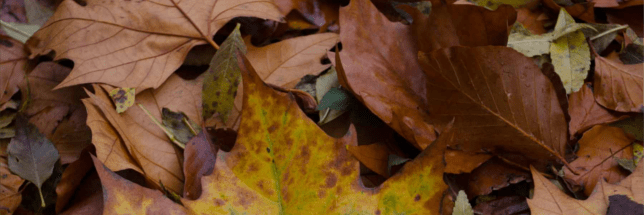 feuilles-bruno-parmentier-flickr