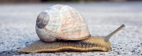 escargot de bourgogne