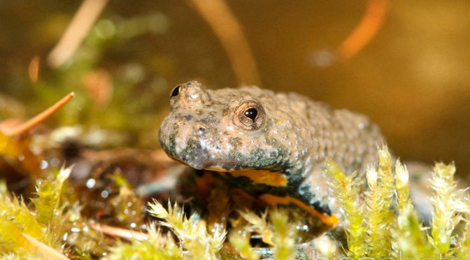 Le Sonneur à ventre jaune