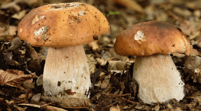 À la chasse… aux champignons !