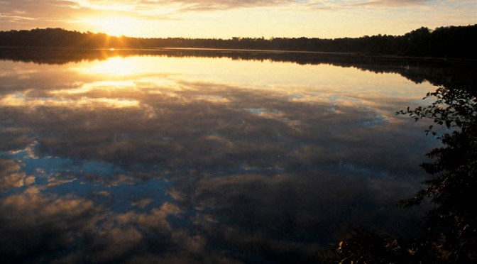 Dans les Landes de Gascogne