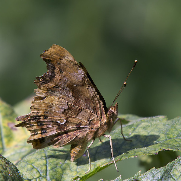 Robert_Flickr Ouwesok 2