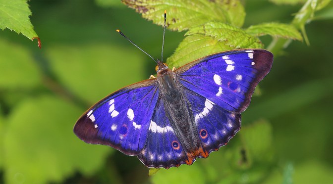 Le Petit Mars, un papillon changeant