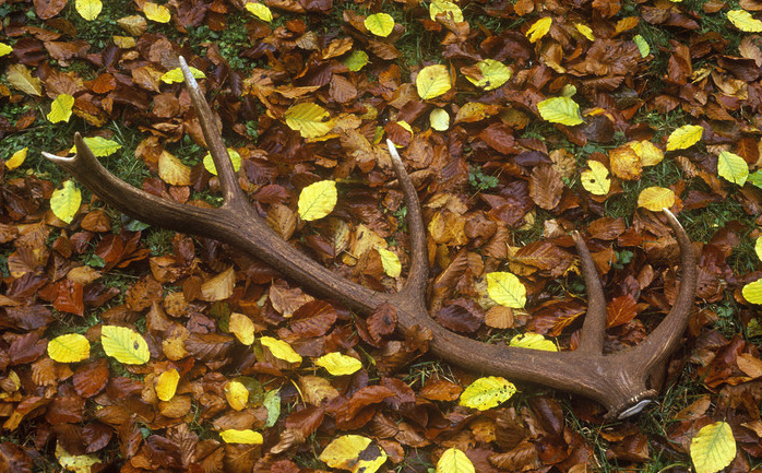 Mue BIOS-131275 copie