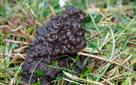 Turricules BIOS-918252 copie