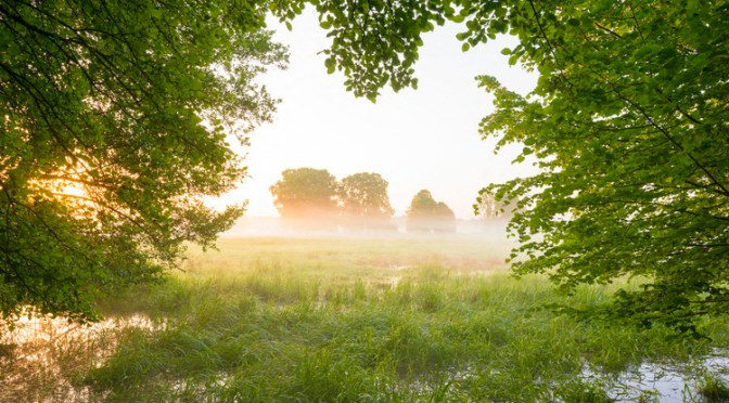 Le renouveau des arbres au printemps