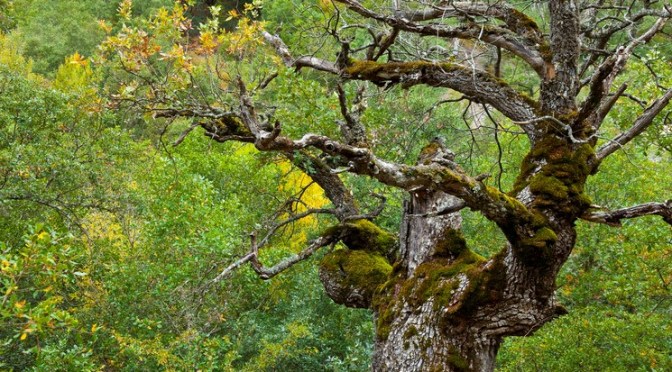 L&rsquo;importance des vieux arbres et du bois mort en forêt