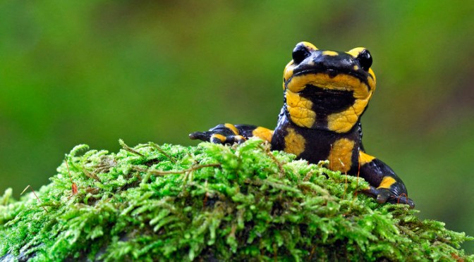 Redécouvrez l’Observatoire de la Biodiversité des Forêts !