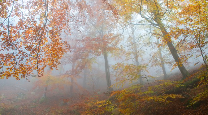 Bilan Mission forêt d&rsquo;automne 2021