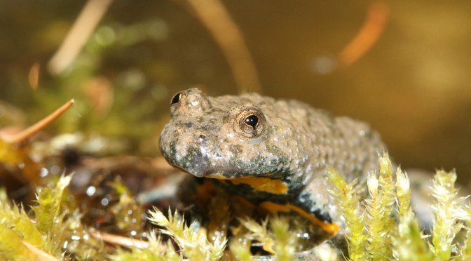 Ventre jaune et pupilles en coeur : c&rsquo;est le Sonneur !