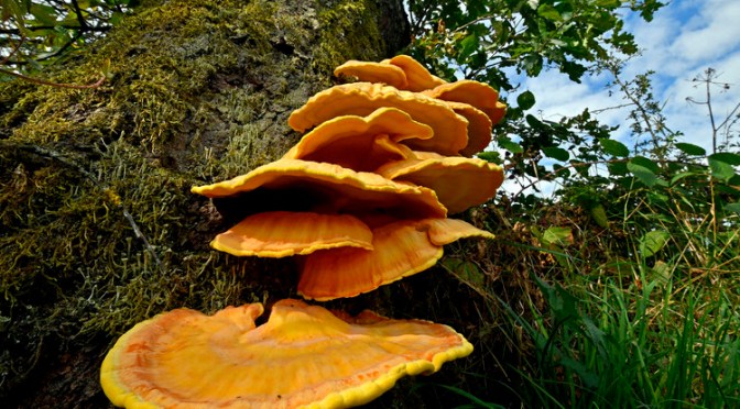 Un champignon sans pied qui sent le poulet : c’est le Polypore soufré !