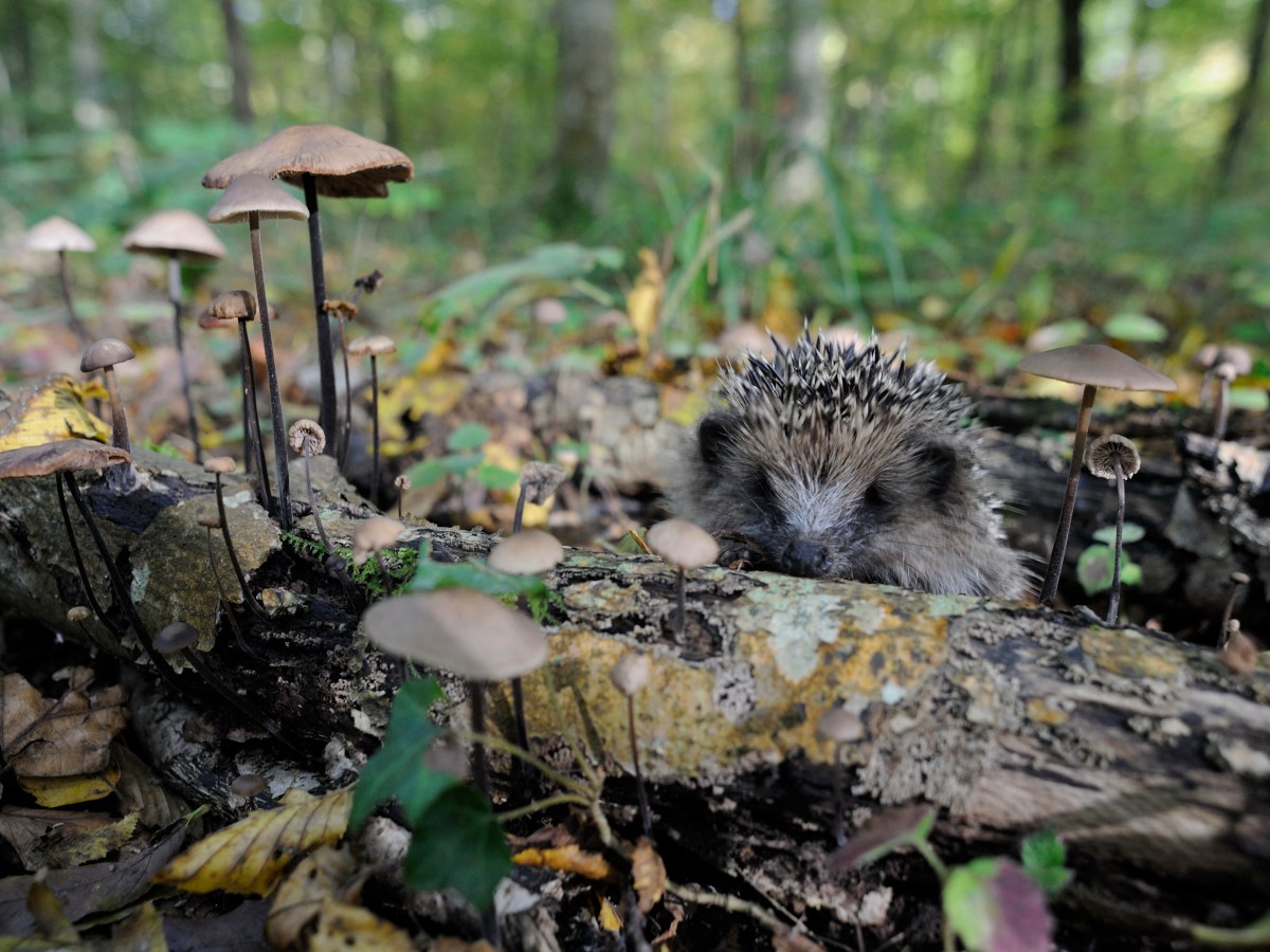 Au cœur de la forêt, partager les ressources, l’énergie, l’espace et le temps.
