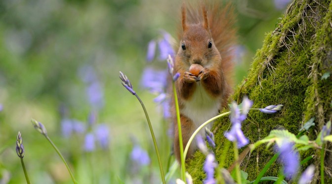 Les chaînes alimentaires : recycler les éléments et transmettre l’énergie
