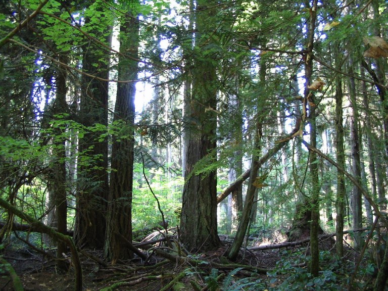 La forêt main image 1