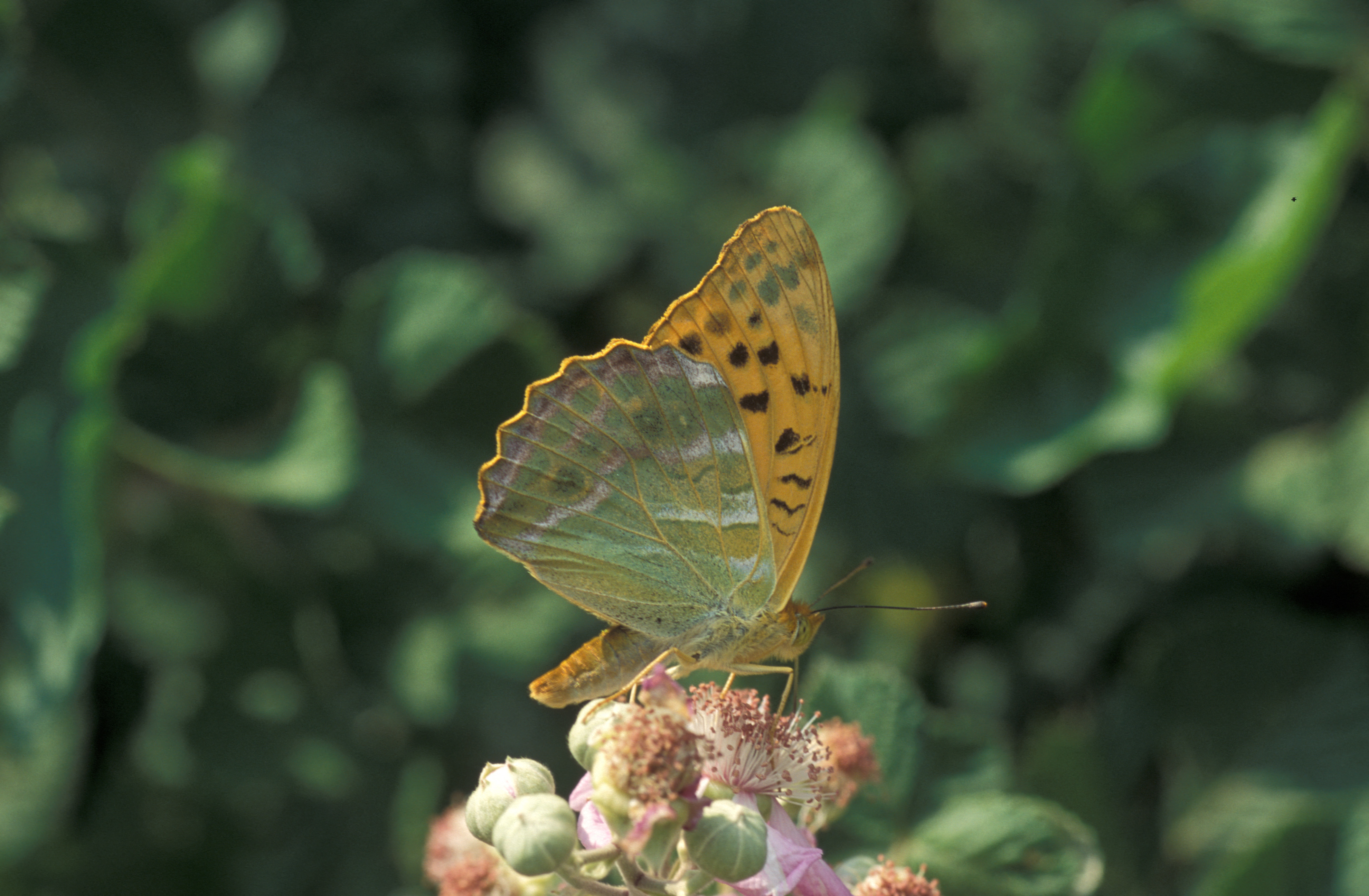 BIOS-82523_ristan Lafranchis