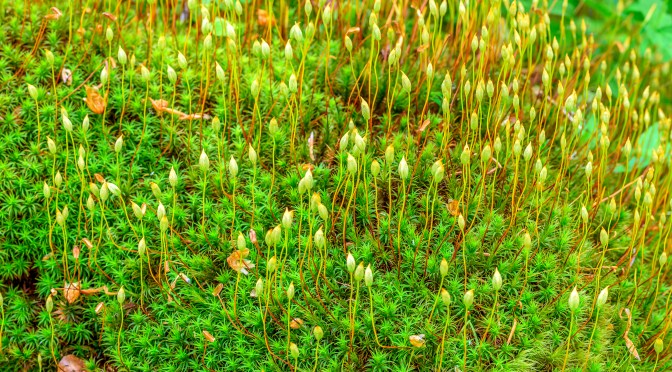 La vie secrète des bryophytes