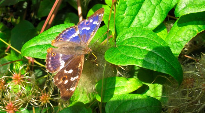 Les quêtes de l’Été en forêt : partez à la découverte de deux papillons et vivez des aventures ensoleillées