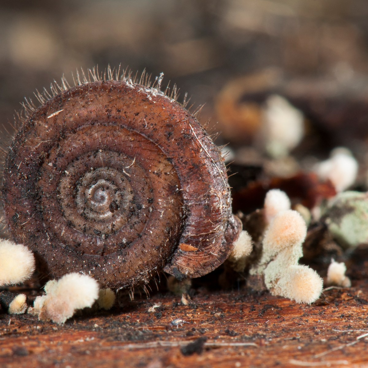 Sur les traces de la Veloutée plane, une quête annuelle