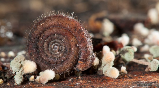 Sur les traces de la Veloutée plane, une quête annuelle