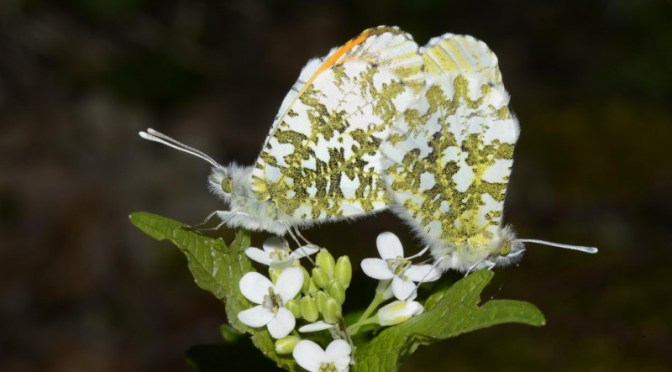 Les Quêtes Printanières