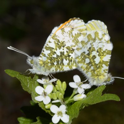 Les Quêtes Printanières