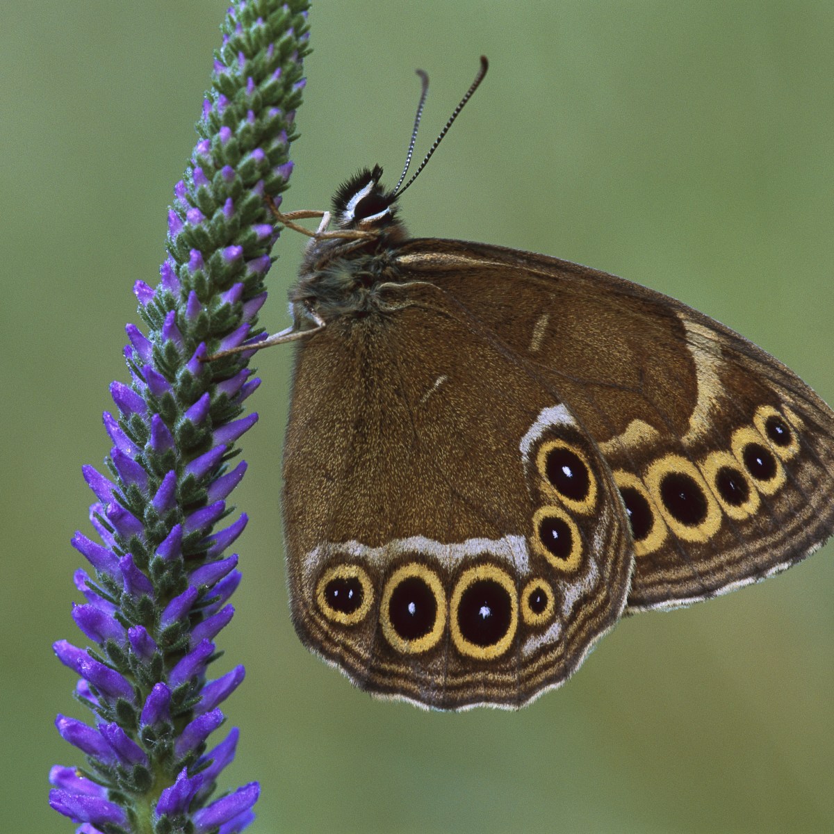 À la recherche de la Bacchante (Lopinga achine)